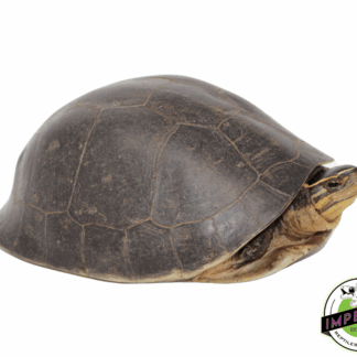 Asian Box Turtle Adult