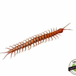 Malayan Forest Centipede