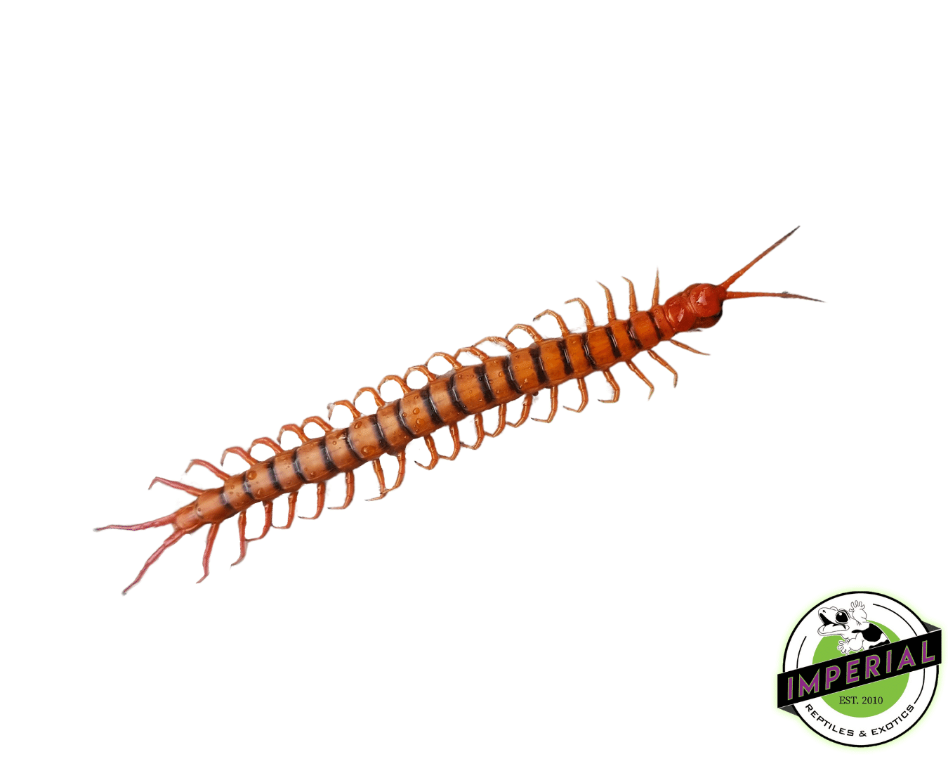 Malayan Forest Centipede