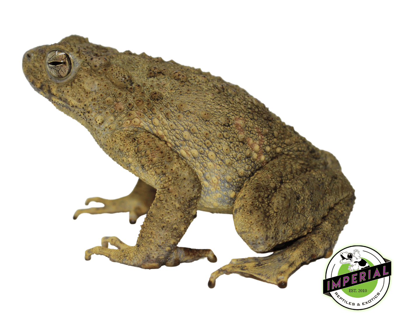 Asian Giant Toad - Image 2