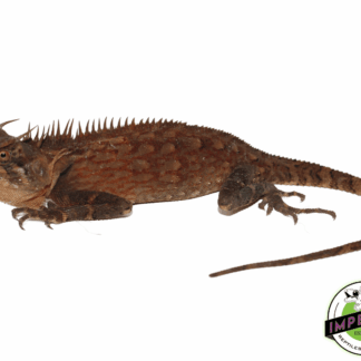 Malaysian Horned Dragon