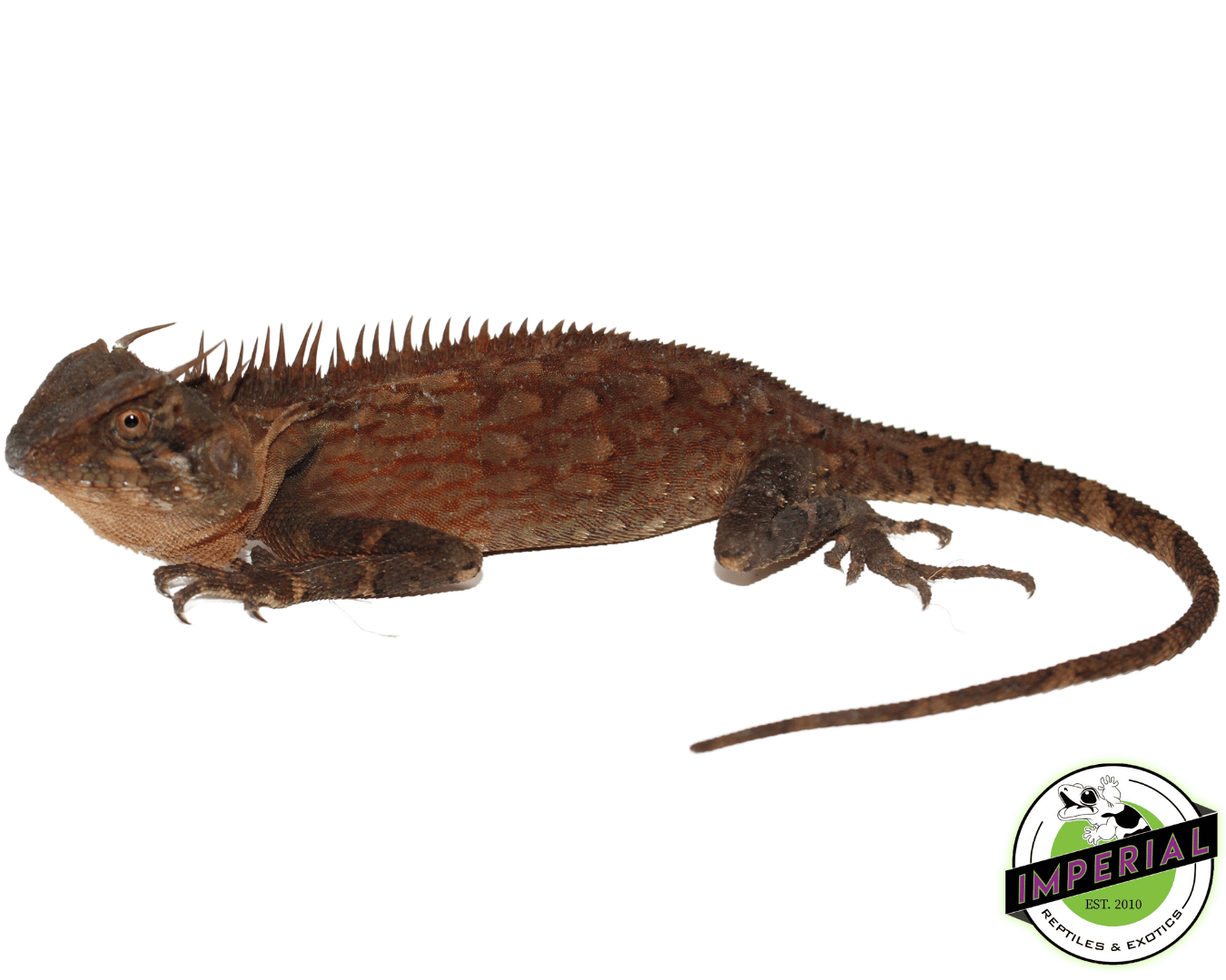 Malaysian Horned Dragon