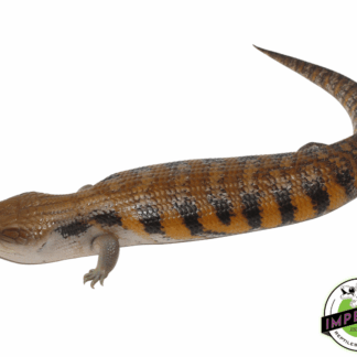 Northern Blue Tongue Skink Adult