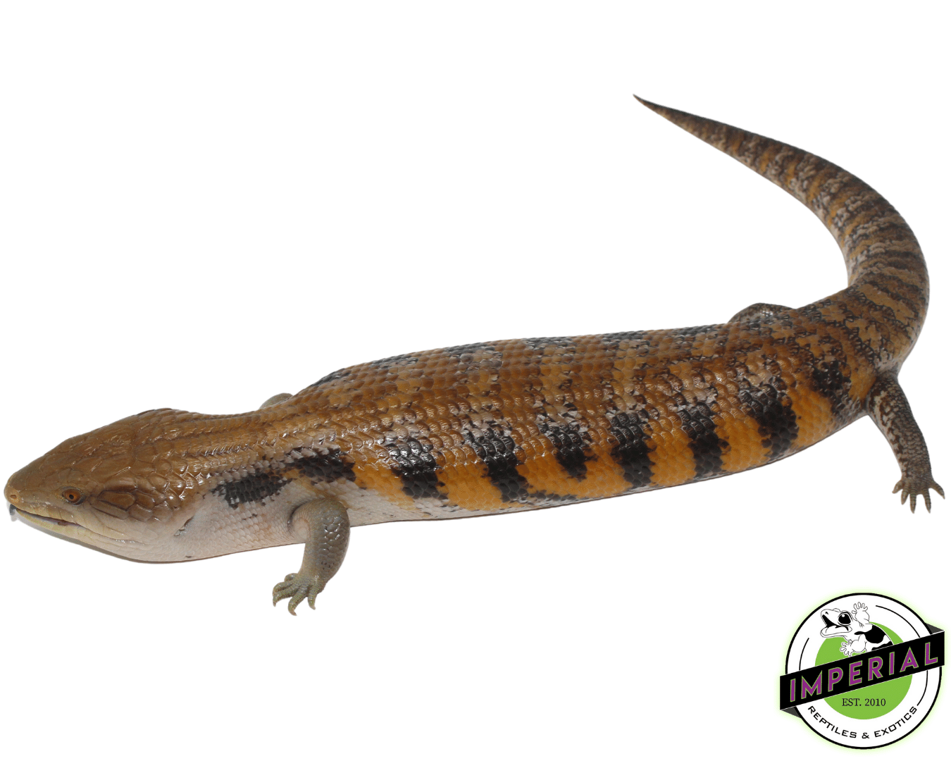 Northern Blue Tongue Skink Adult