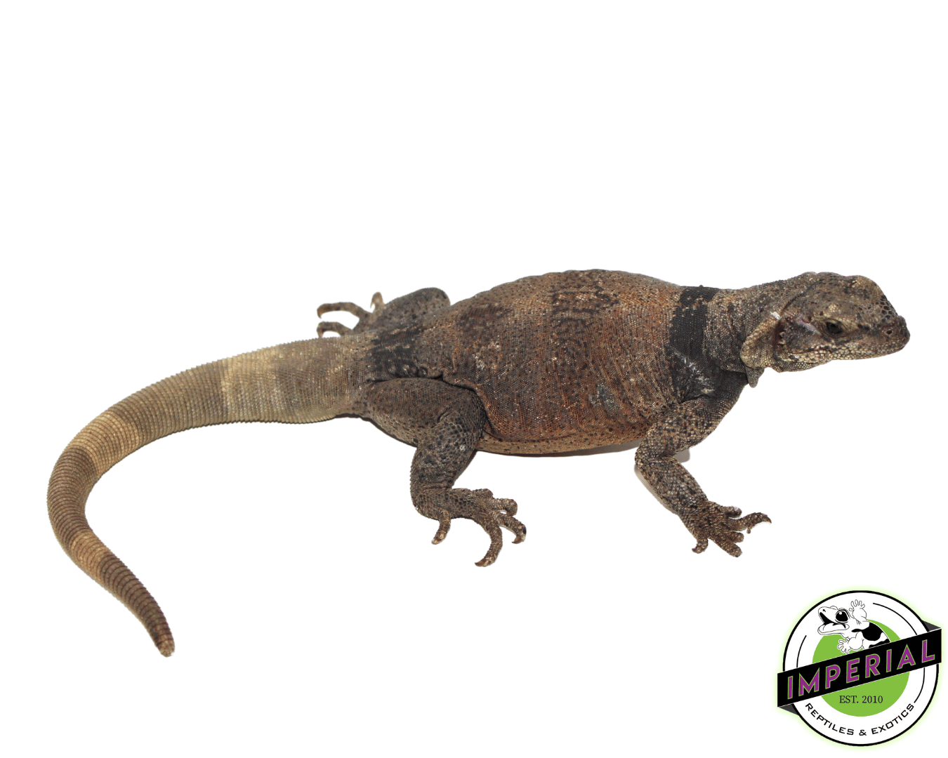 Red and Black Chuckwalla - Image 3