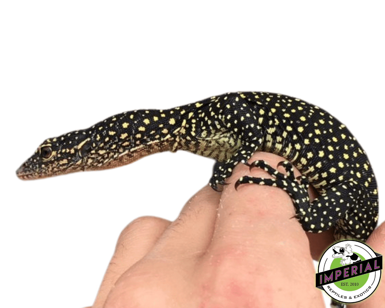 Solomon Island Mangrove Monitor Baby - Image 2