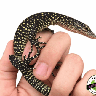 Solomon Island Mangrove Monitor Baby