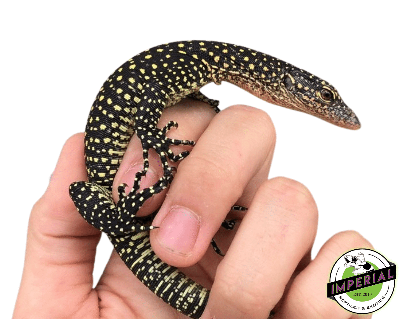 Solomon Island Mangrove Monitor Baby