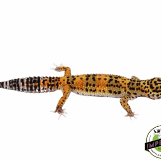 Marble Eye Leopard Gecko Adult