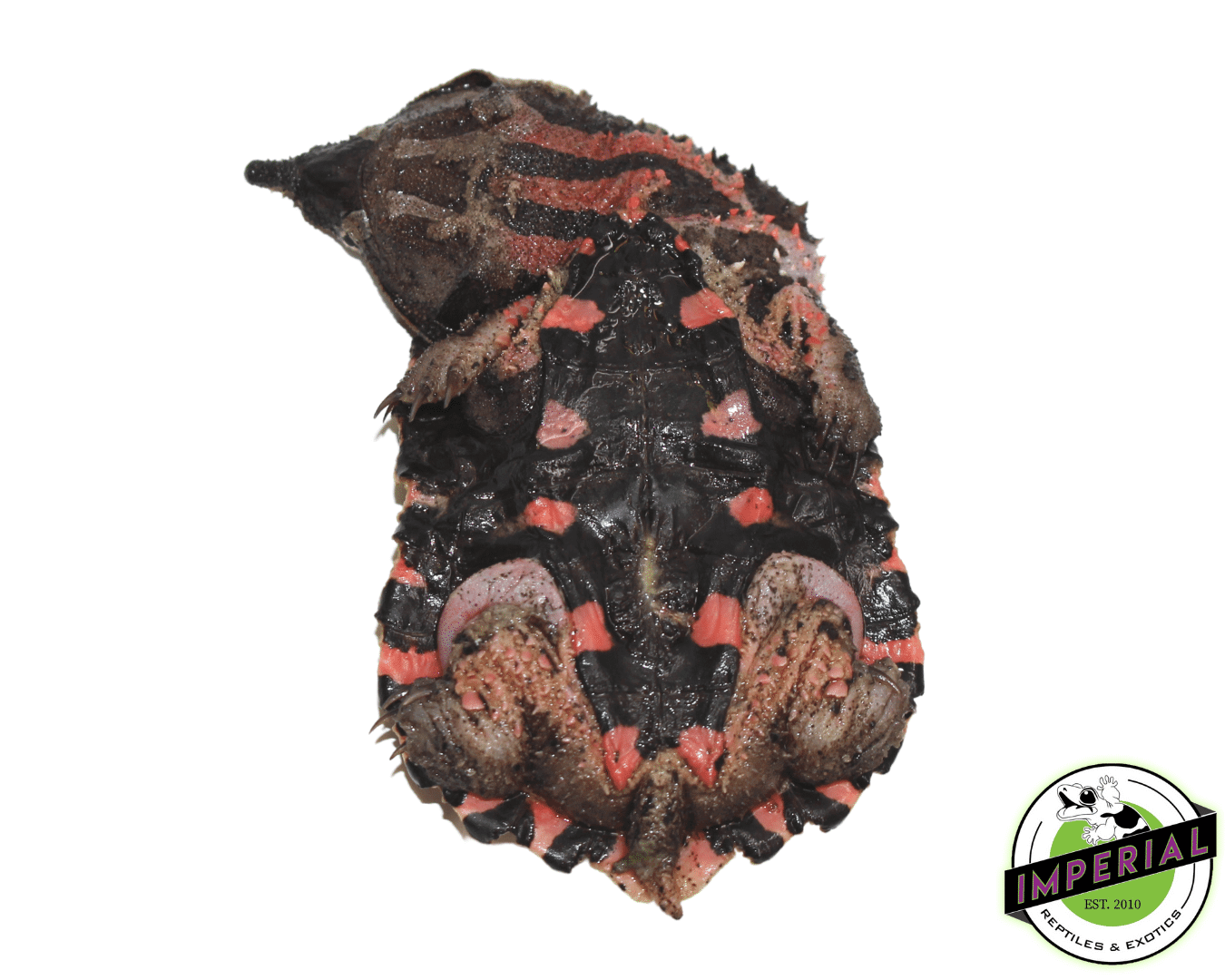 Mata Mata Turtle - Image 2