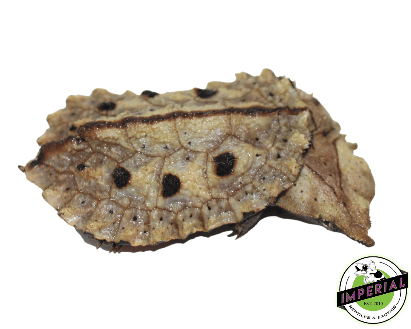 Mata Mata Turtle - Image 3