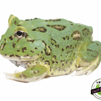 Matcha Pacman Frog Baby