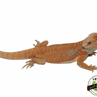 McQueen Stripe Leatherback Hypo Bearded Dragon Young Adult Male