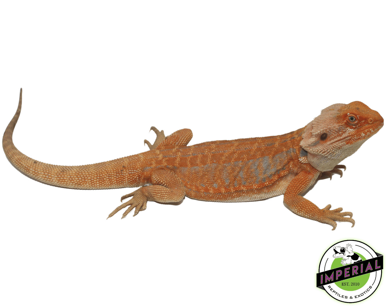 McQueen Stripe Leatherback Hypo Bearded Dragon Young Adult Male
