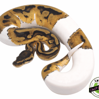 Pied Ball Python (Medium White)
