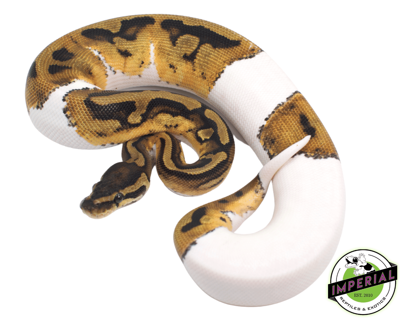 Pied Ball Python (Medium White)