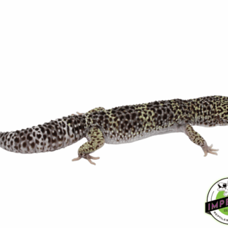 Melanistic Mack Snow Leopard Gecko Adult