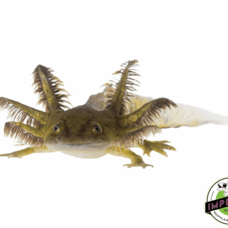 Melanoid Axolotl (3-4")