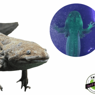 GFP Melanoid Axolotl (4-5")