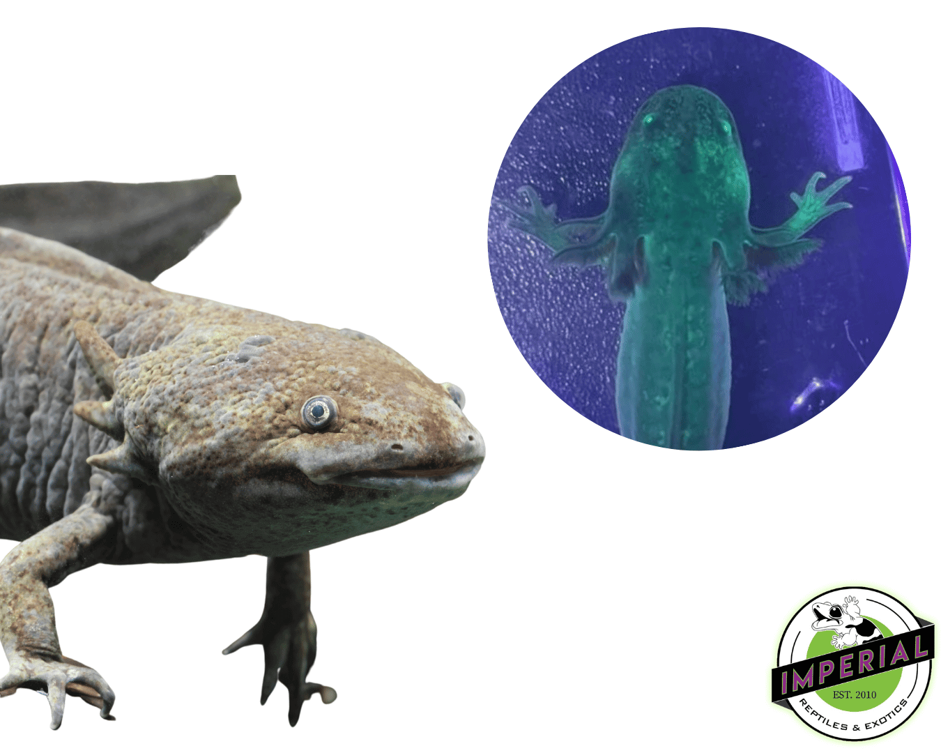 GFP Melanoid Axolotl (4-5")