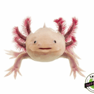 Melanoid Leucistic Axolotl (4-5")