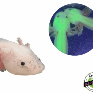 Super GFP Melanoid Leucistic Axolotl (4-5")