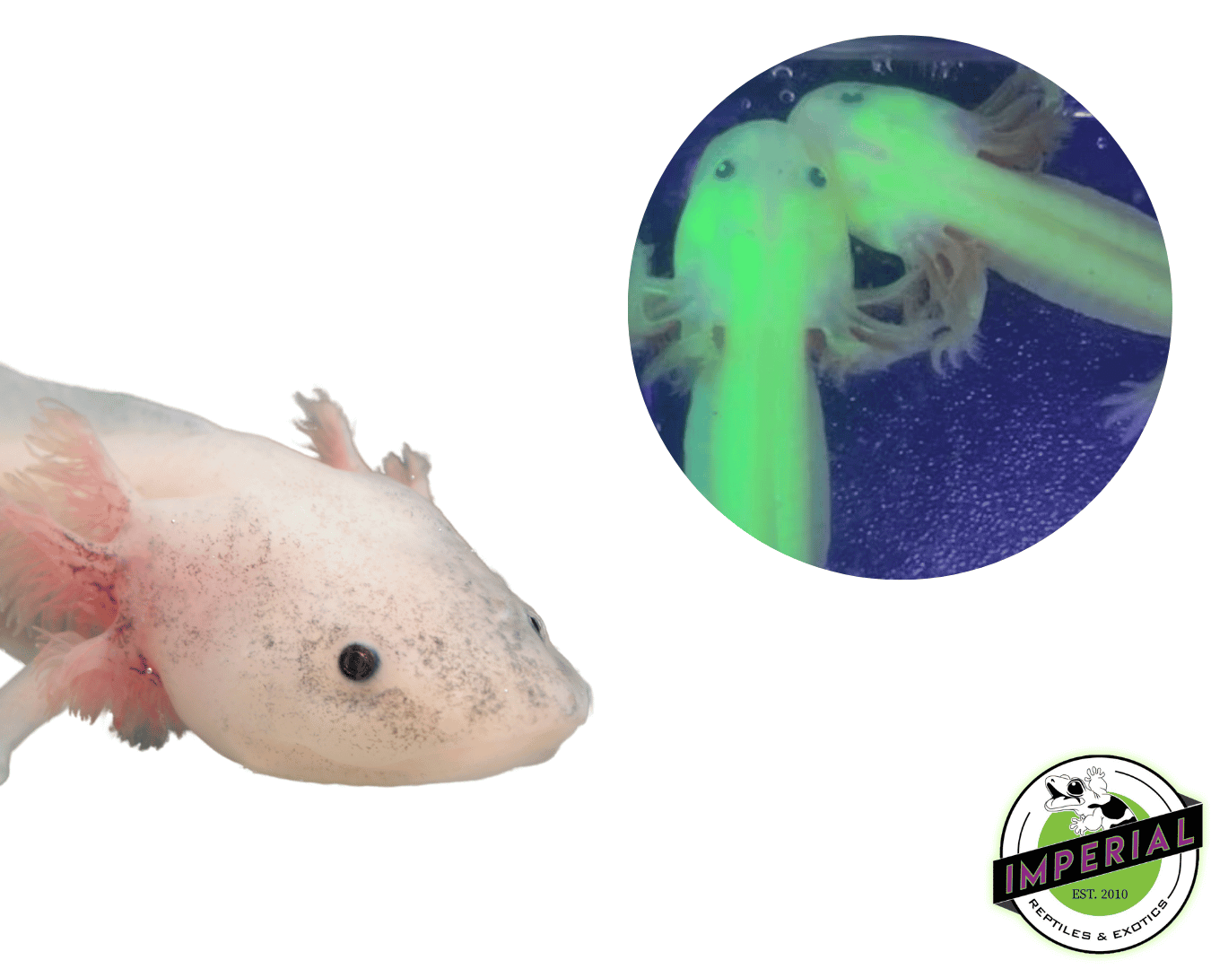 Super GFP Melanoid Leucistic Axolotl (4-5")