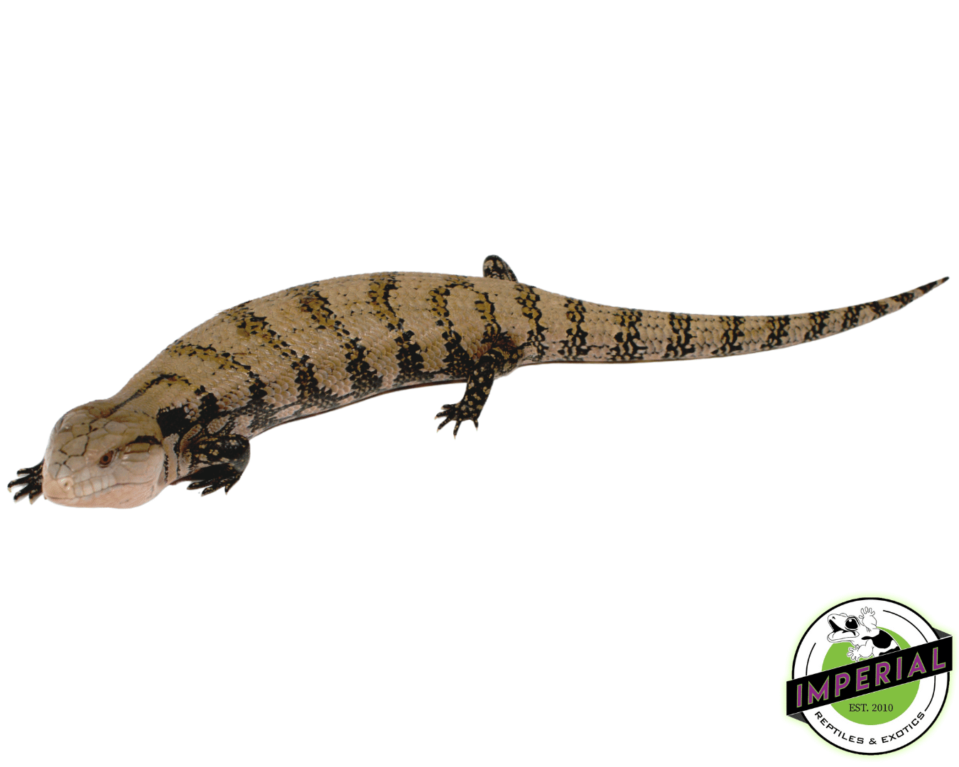 Merauke Blue Tongue Skink Adult - Image 2