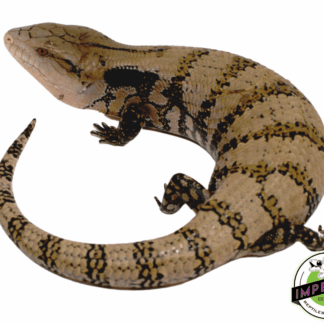 Merauke Blue Tongue Skink Adult