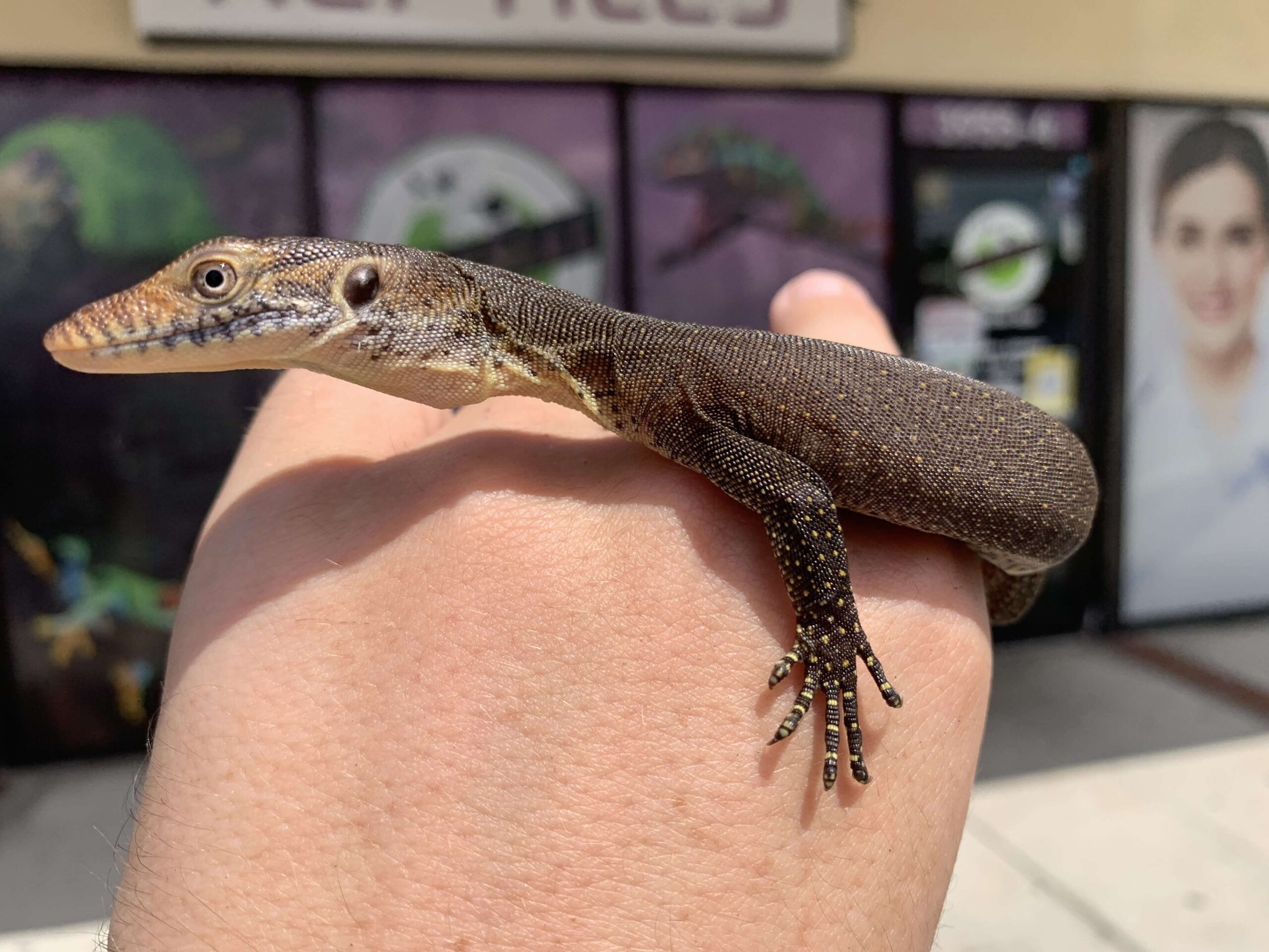 Mertens Water Monitor - Image 2