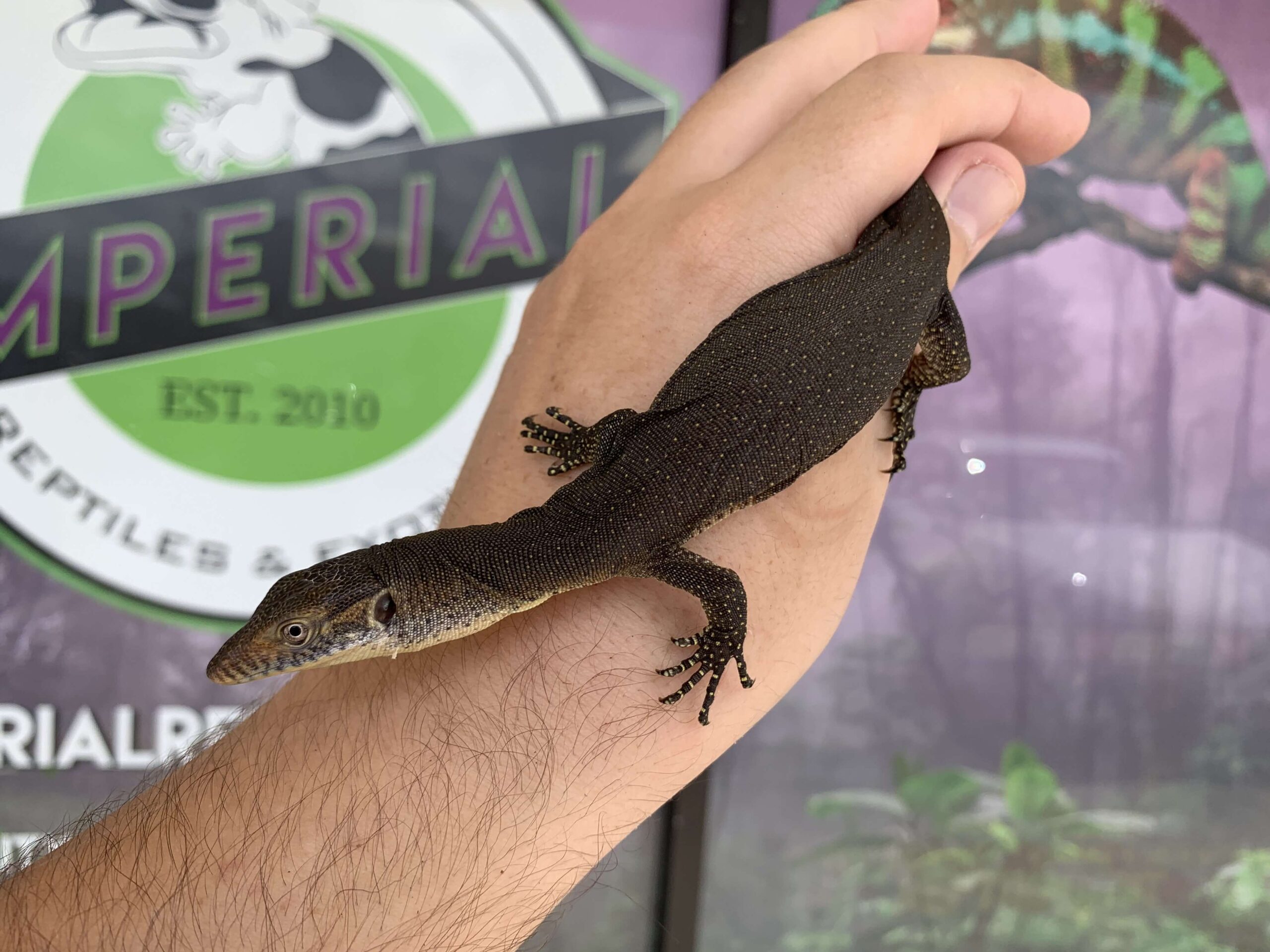 Mertens Water Monitor - Image 3