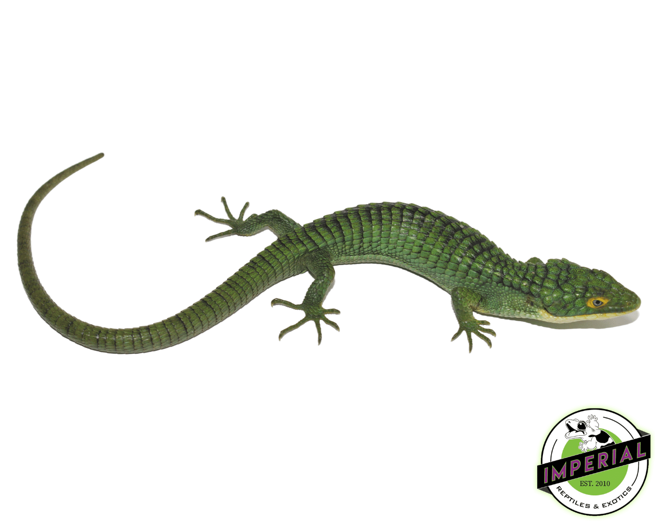 Mexican Alligator Lizard (Abronia graminea) - Image 2