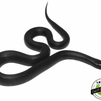 Mexican Black Kingsnake Baby