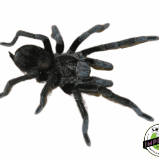 Mexican Black Velvet Tarantula (Tliltocatl (Brachypelma) schroederi)