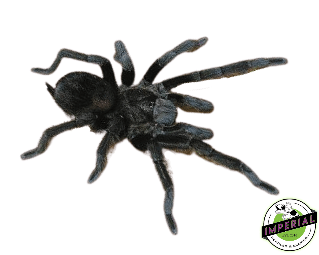 Mexican Black Velvet Tarantula (Tliltocatl (Brachypelma) schroederi)