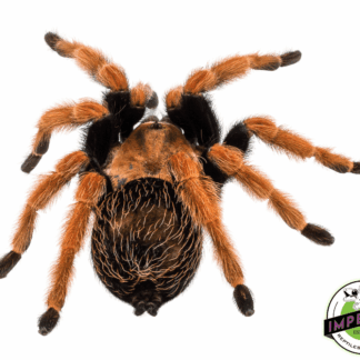 Mexican Blood-leg Tarantula (Aphonopelma bicoloratum)
