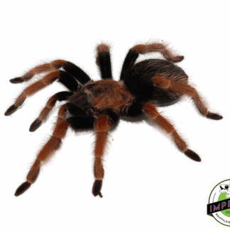 Mexican Fire-Leg Tarantula (Brachypelma boehmei) Adult Female