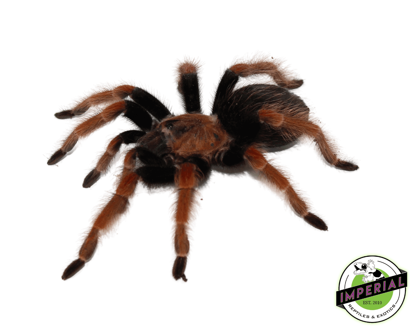 Mexican Fire-Leg Tarantula (Brachypelma boehmei) Adult Female