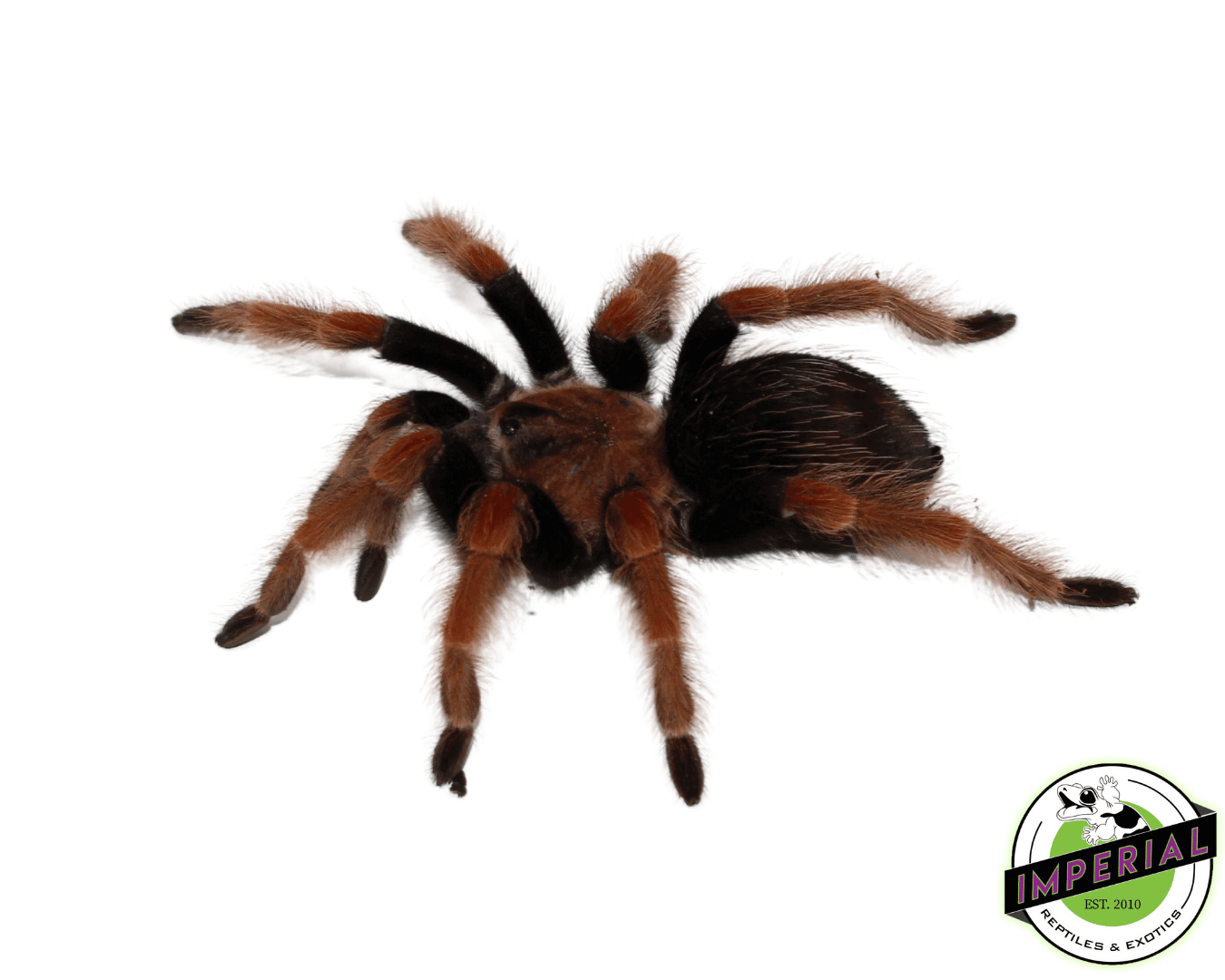 Mexican Fire-Leg Tarantula (Brachypelma boehmei) Adult Female - Image 2