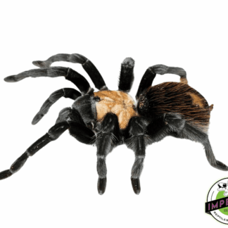 Mexican Golden Red Rump Tarantula (Brachypelma albiceps)