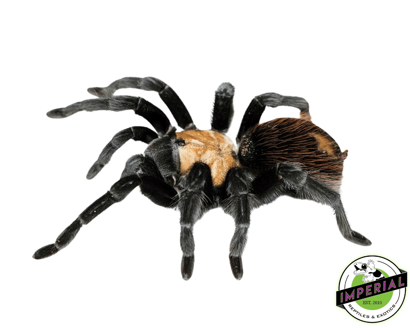 Mexican Golden Red Rump Tarantula (Brachypelma albiceps)
