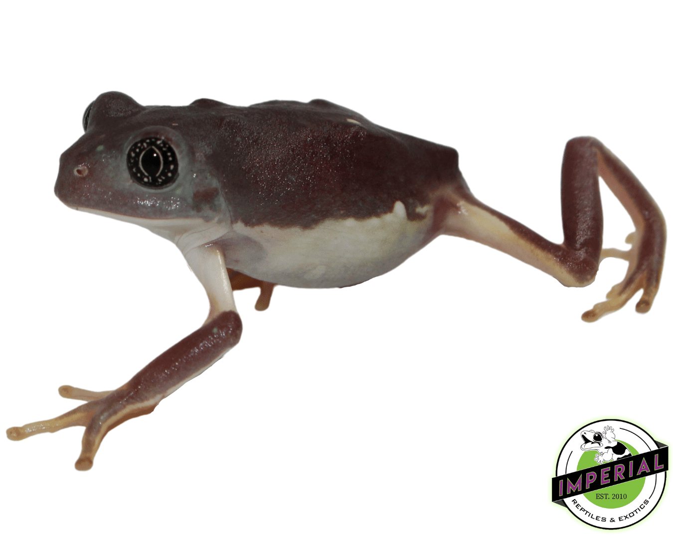 Mexican Leaf Frog - Image 2