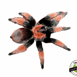 Mexican Painted Red-leg Tarantula (Brachypelma emilia)