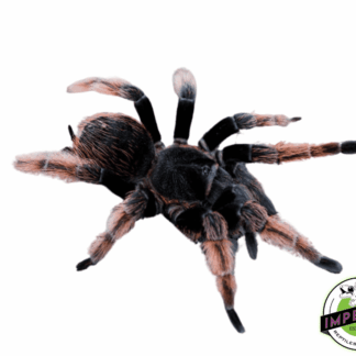 Mexican Pink Tarantula (Brachypelma klaasi)