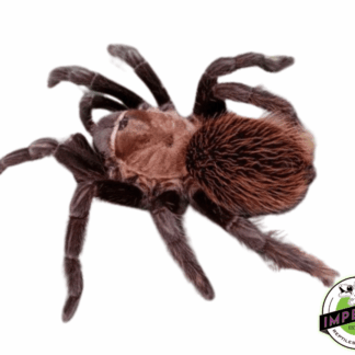 Aphonopelma sp. "Mexican Red and Gold" Tarantula