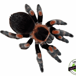 Mexican Red Knee Tarantula (Brachypelma hamorii )