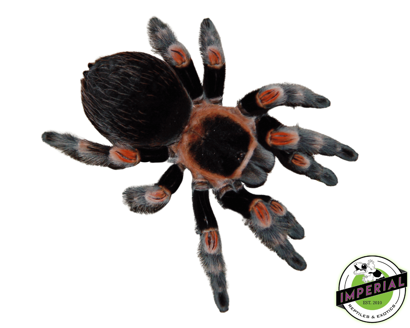 Mexican Red Knee Tarantula (Brachypelma hamorii )