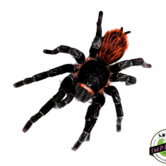 Mexican Red Rump “Campeche” Tarantula
