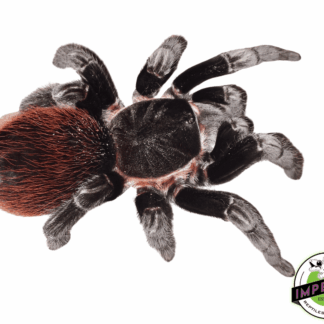 Mexican Red Rump Tarantula (Tliltocatl (Brachypelma) vagans)