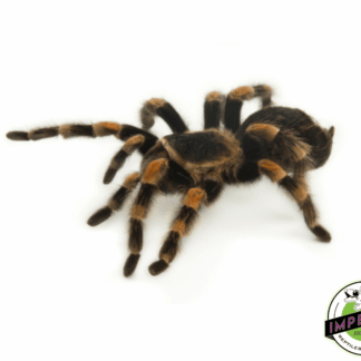 Mexican Giant Red Knee Tarantula (Brachypelma smithi) [formally annitha]